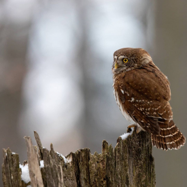 Kulíšek nejmenší, Glaucidium passerinum